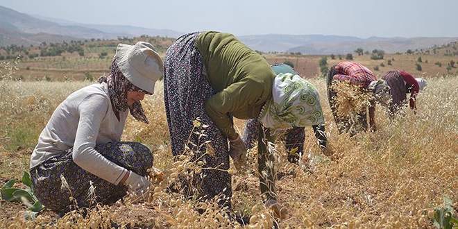 Kavurucu sıcakta ürünleri elle topluyorlar