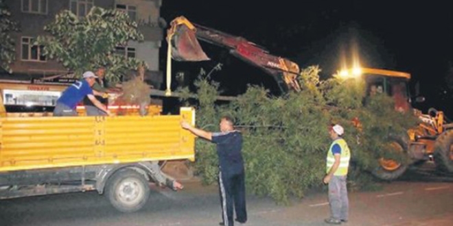 Yine CHP'li belediye yine ağaç katliamı