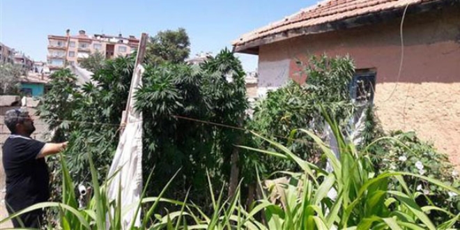 Bahçesine hintkeneviri ekti, 'Domates sanıyordum' dedi