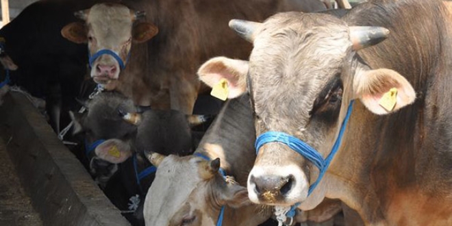 Fakıbaba: Kurban fiyatları geçen seneyi geçmeyecek