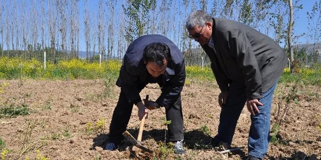 Amasya'da trüf mantarı tespit edildi