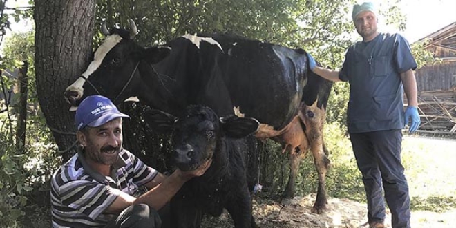 109 kiloluk buzağı sezaryenle alındı
