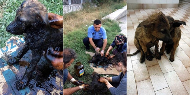 Zifte bulanan yavru köpekleri zabıta kurtardı