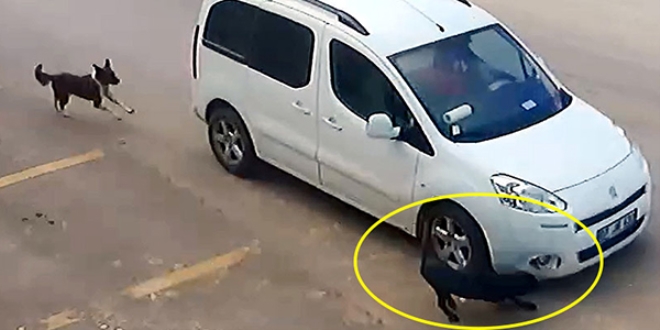 Antalya'da insanlık dışı olay! Köpeği bilerek ezdi
