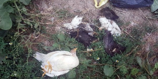 Köydeki tavuk ölümleri paniğe neden oldu