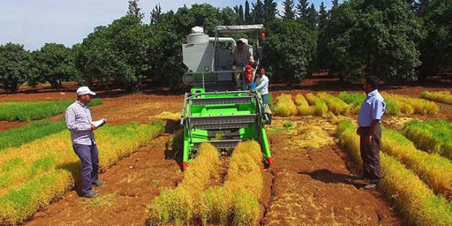 Yeni mercimek çeşitleri verimi katlayacak
