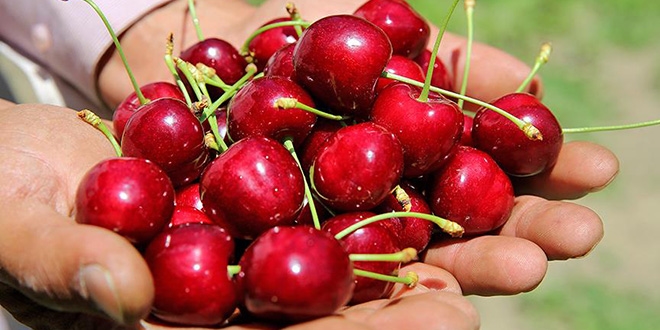 'Türk kirazı' Çin kapısından girdi