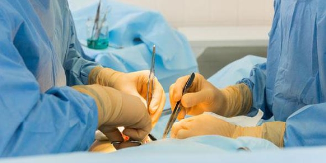 Hayvandan insana organ nakli çok yakın