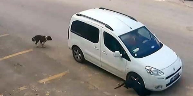 'Köpeği ezen sürücünün ehliyetine el konulsun' talebi
