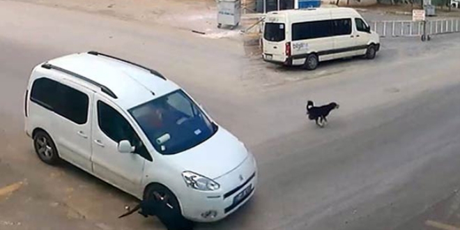 Köpeği katleden sürücünün cezası belli oldu!