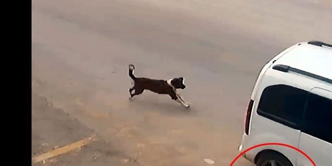 Antalya'da köpeği otomobille çarparak öldüren zanlıya para cezası