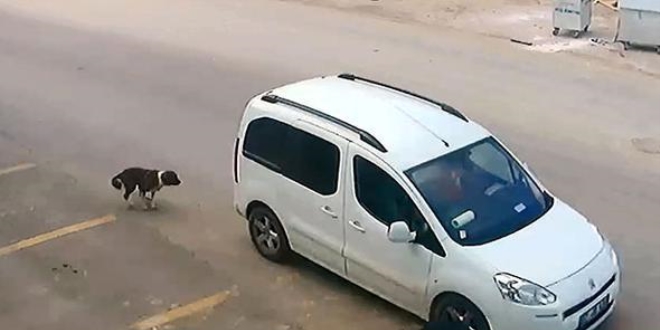 Köpek katilinin ehliyetine el konuldu