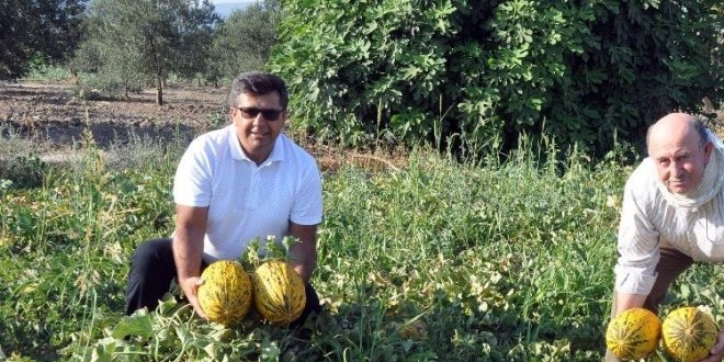 Çankırı'da kavun tarlalarında domuz nöbeti