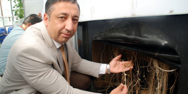 Trkiye'de ilk kez topraksz patates tohumunu rettiler