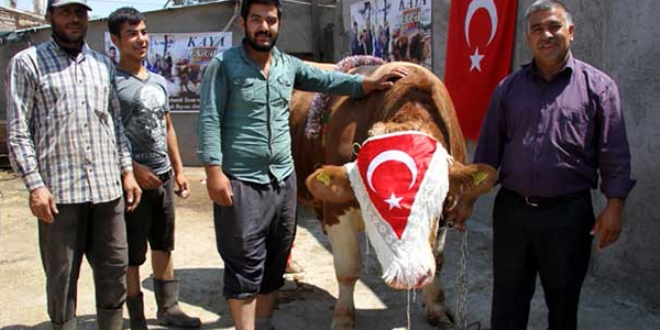 Dev boğa 'Kıllı-2', araba fiyatına