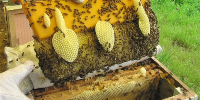Bombus arısı kullanan yetiştiricilere destek