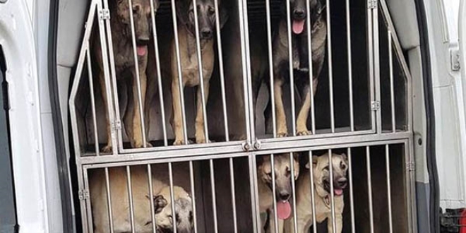 Toplumsal olaylara müdahalede 'kangal' kullanılacak