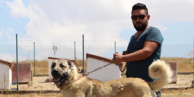 Çevik Kuvvete milli köpek! Toplumsal olayları 'Kangal' çözecek