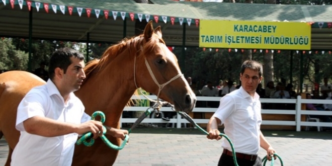 TİGEM'in taylarına yoğun ilgi