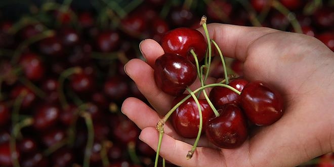 Türk kirazı hava kargoyla dünyaya açıldı