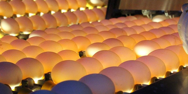 Trkiye'deki yumurtalarda 'fipronil' kmad