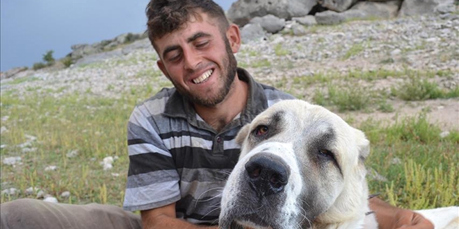 Çobanların can yoldaşı 'Aksaray malaklısı'