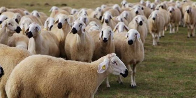 Büyük şehirlerin kurbanlıkları Adıyaman'dan