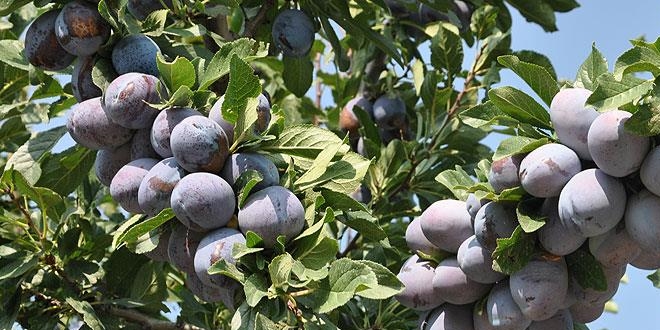 Ortadoğu ve Avrupa'nın 'birton eriği' Sultandağı'ndan