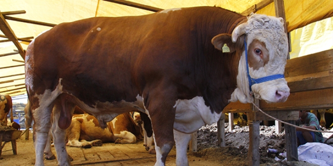 Bursa'da 1,7 tonluk boğa 25 bin liraya satıldı