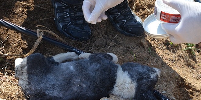 Yaralı köpeğe polisler sahip çıktı