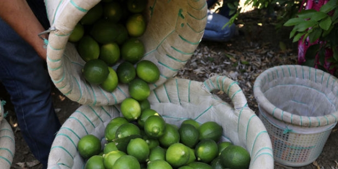 Mayer tipi limonun fiyatı bu yıl el yakacak