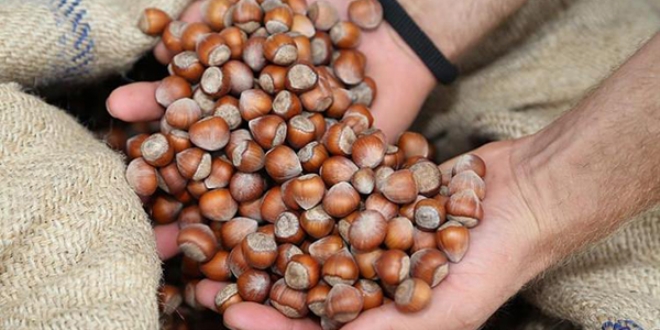 Ordu'da fındık 8 liradan işlem gördü