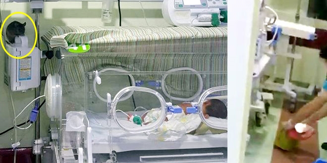 Yeni doğan servisine fare girdi!