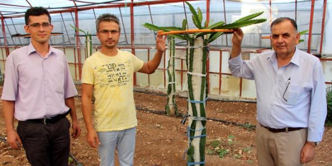 Sebzeyi bıraktı, pitaya üretecek
