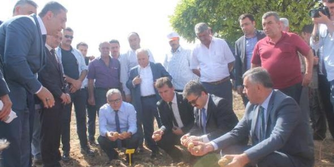 Niğde'de milli patateslerin hasadı yapıldı