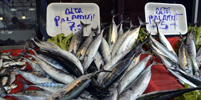 Karadeniz'de palamut bereketi