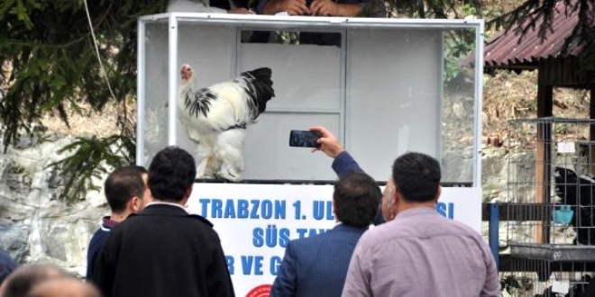Otomobil fiyatına tavuk ve horoz satıldı