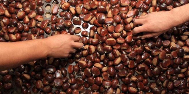 Aydın'da sezonun ilk kestanesi 40 liradan satıldı