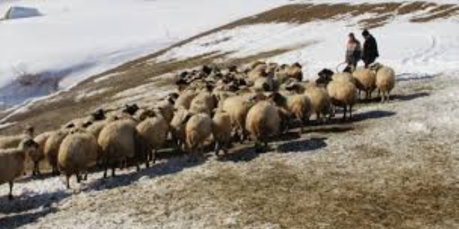Doğu'daki kuraklık besicinin yem sıkıntısını artırdı
