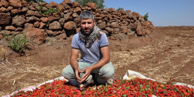 Kurutulmak üzere serilen 5 ton biber çalındı!