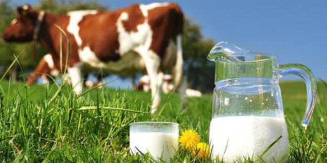Toplanan inek sütü miktarı ağustosta azaldı