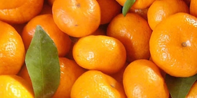 Ege'de mandalina rekoltesinde düşüş