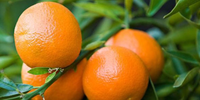 Mandalina, bu sezon 10 gün geç olgunlaştı