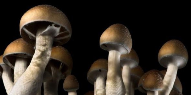 Sihirli mantarlar depresyon tedavisinde kullanılabilir
