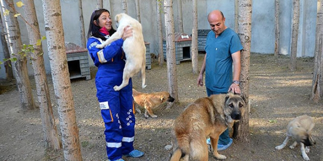 Aile hekimi, hayatını sokak hayvanlarına adadı