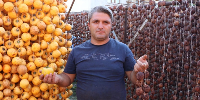 'Cennet elması' için hasat telaşı başladı