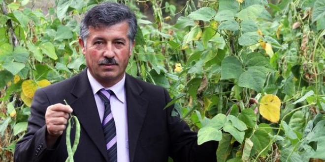 Tescilli Akkuş fasulyesi fiyatıyla da verimiyle de yüz güldürdü