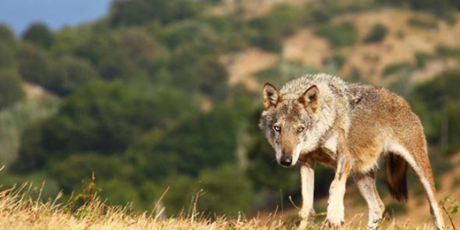 Kurtlar önce köpeği, sonra koyunlara saldırdı