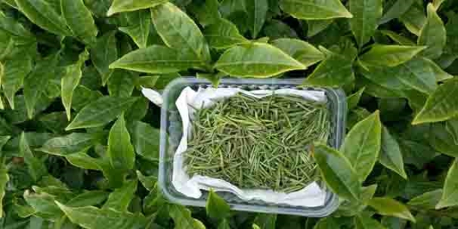 Kilosu 4 bin 500 lirayı bulan 'çay'