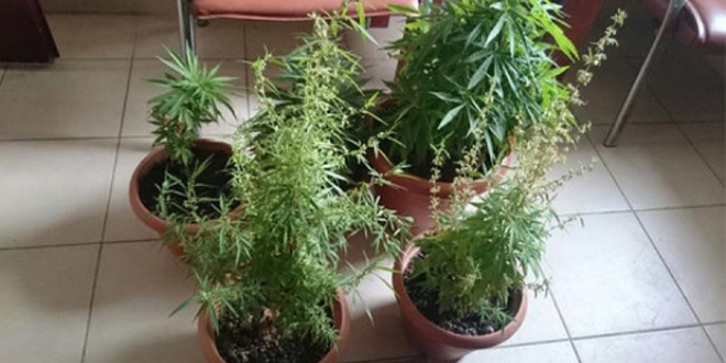 Saksıda esrar yetiştiren iki kişi gözaltına alındı